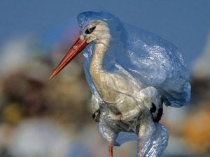 Estados en donde está prohibido usar plástico 1